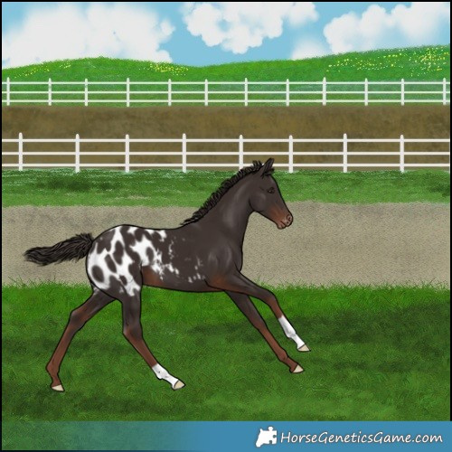 Horse Color:Liver Chestnut Appaloosa 