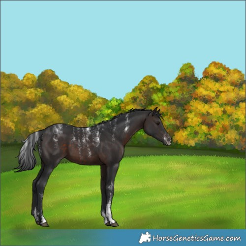 Horse Color:Powder White Brown 