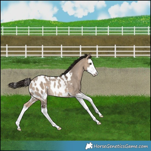 Horse Color:Bay Dun Splash Near Leopard Rabicano 