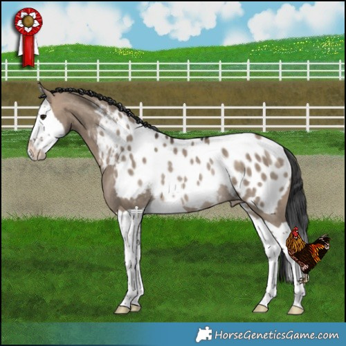 Horse Color:Bay Dun Splash Near Leopard Rabicano 