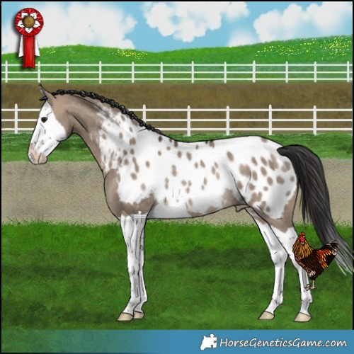 Horse Color:Bay Dun Splash Appaloosa Rabicano 