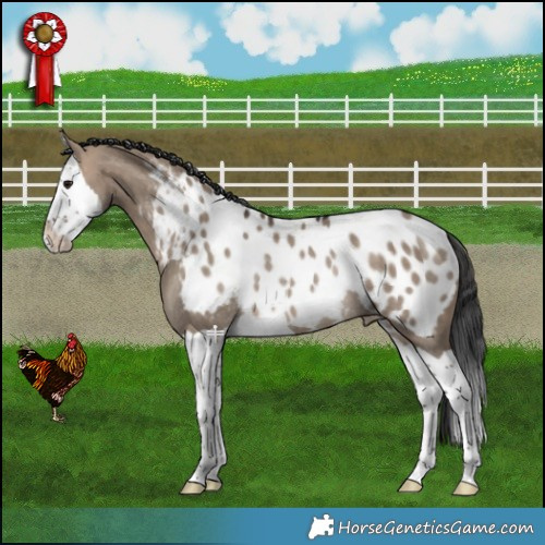 Horse Color:Bay Dun Splash Appaloosa Rabicano 