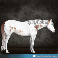 Horse Color:White Spotted Chocolate Bay Splash Tobiano 