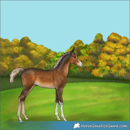 Horse Color:Chocolate Palomino Sabino Tobiano Rabicano 