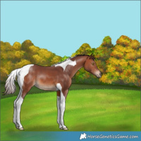 Horse Color:Chocolate Bay Tobiano 