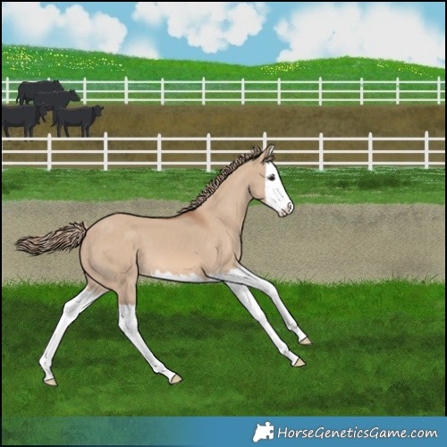 Horse Color:Red Dun Splash 