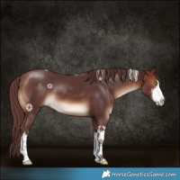 Horse Color:White Spotted Chocolate Bay 
