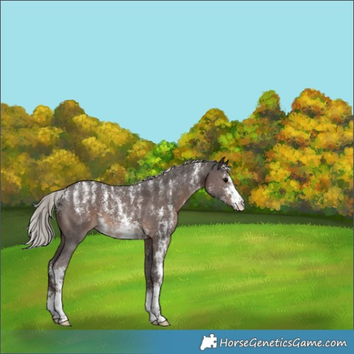 Horse Color:Powder White Silver Black Sabino 