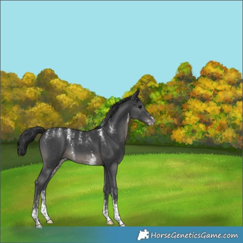 Horse Color:Powder White Black Sabino 