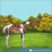 Horse Color:Chocolate Bay Tobiano 