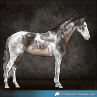 Horse Color:Liver Chestnut Splash Tobiano 