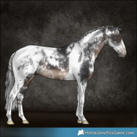 Horse Color:White Spotted Brown Tobiano 