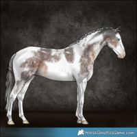 Horse Color:White Spotted Liver Chestnut Splash Tobiano 