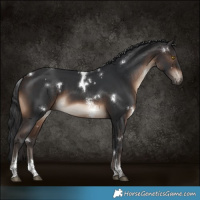 Horse Color:White Spotted Brown Sabino Rabicano 