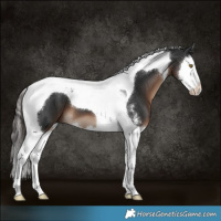 Horse Color:Liver Chestnut Sabino Splash Tobiano 
