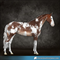 Horse Color:White Spotted Silver Bay Splash Rabicano 