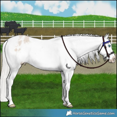 Horse Color:Cremello Roan Snowflake Varnish Rabicano 