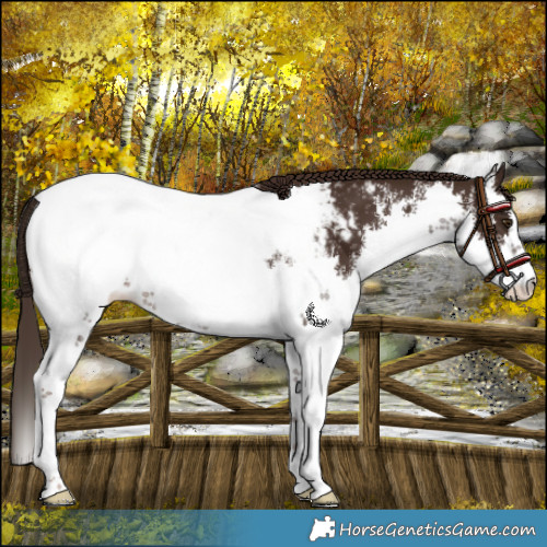 Horse Color:White Spotted Liver Chestnut Snowcap 