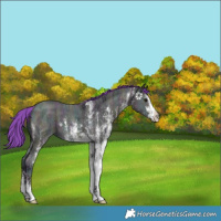 Horse Color:Watercolor White Spotted Midnight Buckskin Ice 