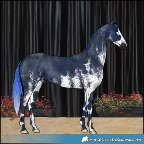Horse Color:Watercolor White Spotted Midnight Black Ice Splash 