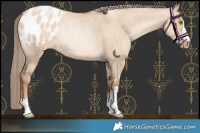 Horse Color:Liver Red Dun Pearl Blanket Rabicano 