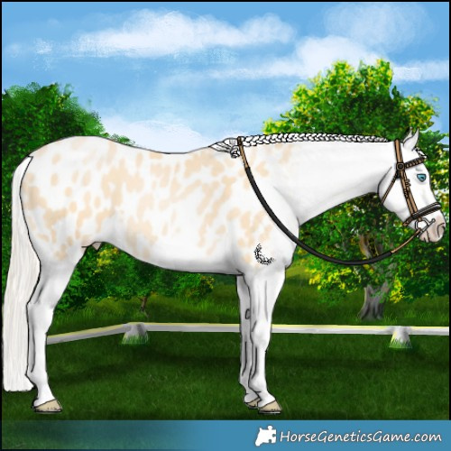 Horse Color:Palomino Pearl Blanket 