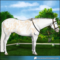 Horse Color:Palomino Pearl Appaloosa 
