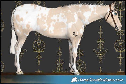 Horse Color:White Spotted Cremello Appaloosa 