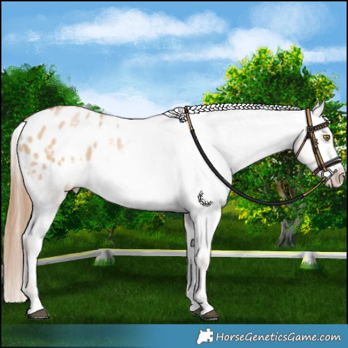 Horse Color:White Spotted Red Dun Pearl Varnish 