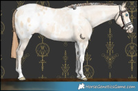 Horse Color:White Spotted Buckskin Pearl Dun Blanket 