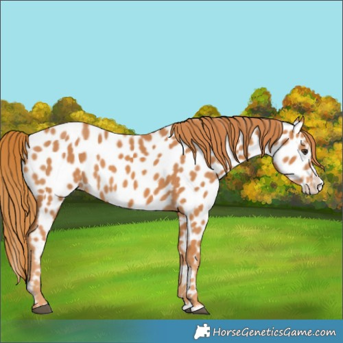 Horse Color:Chestnut Splash Appaloosa