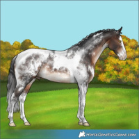Horse Color:White Spotted Bay Splash Tobiano Rabicano