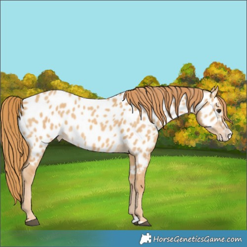Horse Color:Red Dun Splash Appaloosa