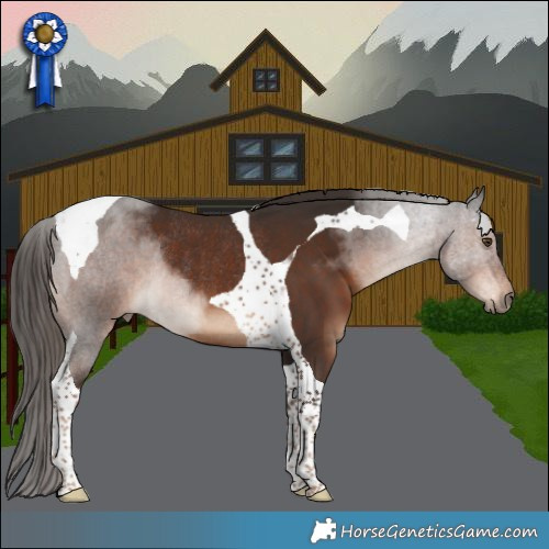 Horse Color:Liver Chestnut Tobiano Rabicano 