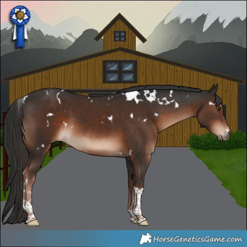 Horse Color:White Spotted Liver Chestnut Tobiano Rabicano 