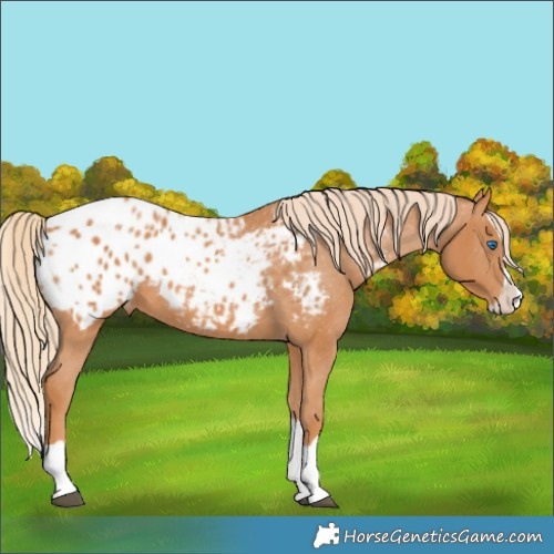 Horse Color:Chestnut Splash Appaloosa