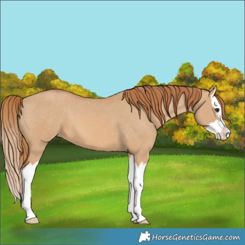 Horse Color:Red Dun Splash Appaloosa