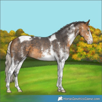 Horse Color:White Spotted Silver Buckskin Tobiano 