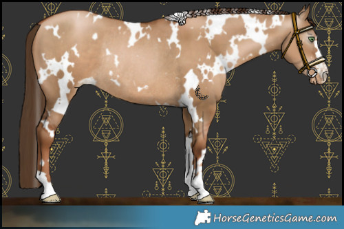 Horse Color:Gray White Spotted Liver Red Dun Pearl Varnish Rabicano 