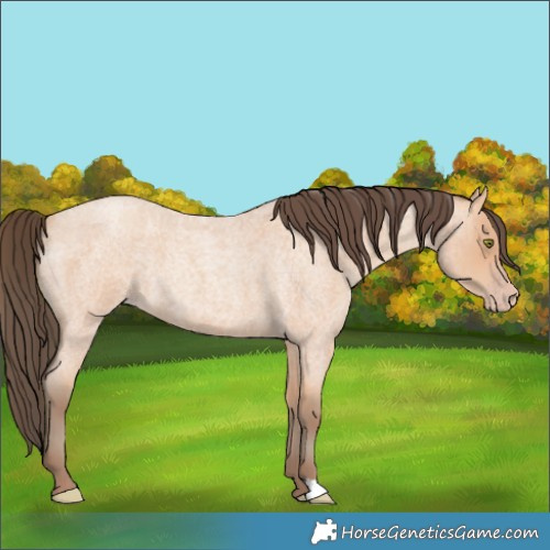 Horse Color:Amber Champagne Roan