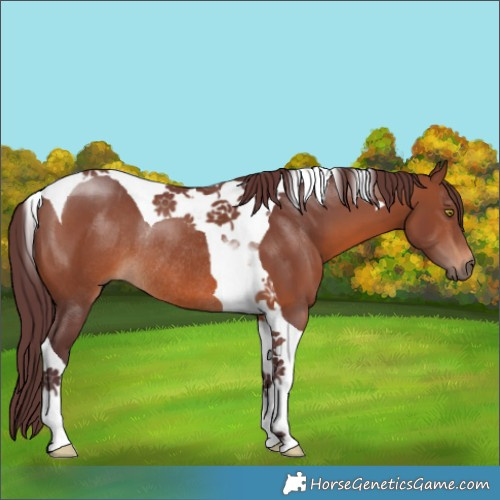 Horse Color:Chocolate Brown Tobiano Rabicano 
