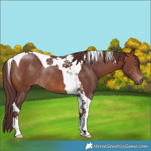Horse Color:Chocolate Brown Tobiano Rabicano 