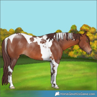 Horse Color:Chocolate Brown Tobiano Rabicano 