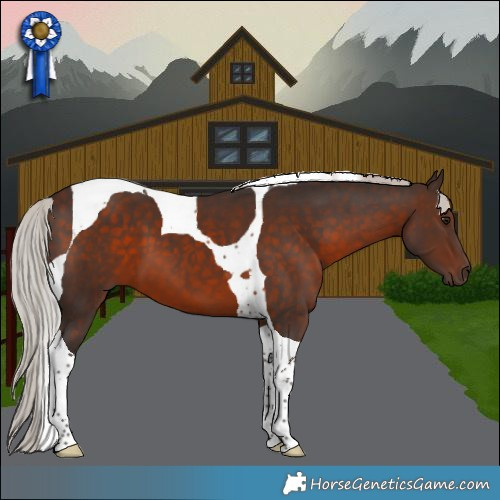 Horse Color:Silver Brown Tobiano 