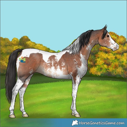 Horse Color:Brown Sabino Tobiano 