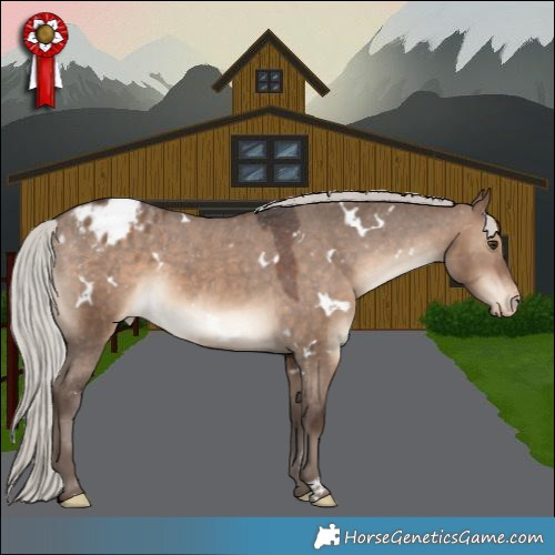Horse Color:White Spotted Silver Brown Dun Appaloosa 