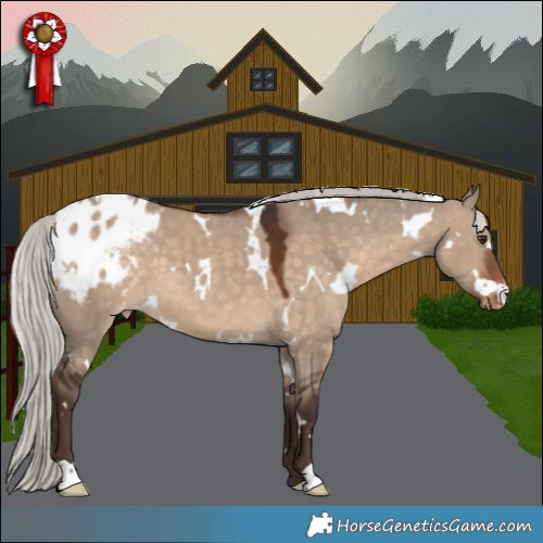Horse Color:White Spotted Silver Brown Dun Appaloosa 