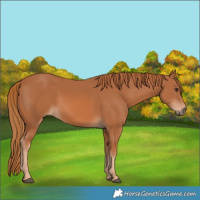 Horse Color:Chestnut 