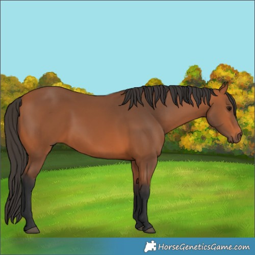 Horse Color:Bay 
