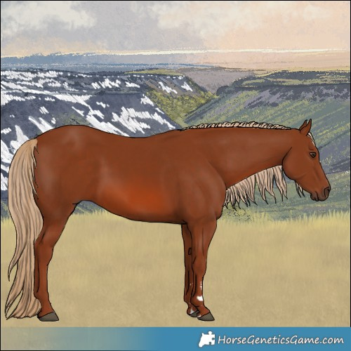 Horse Color:Chestnut 